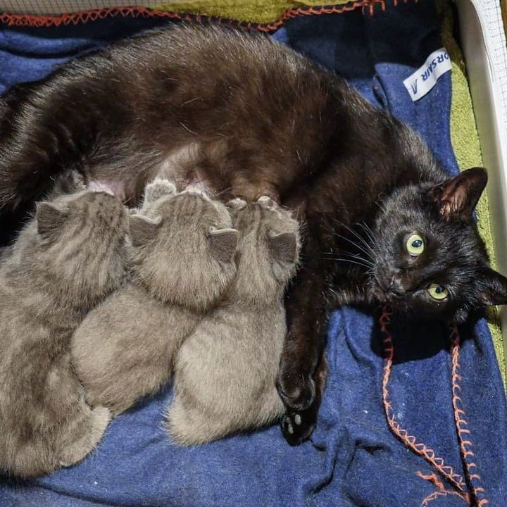 gray kittens nursing cat